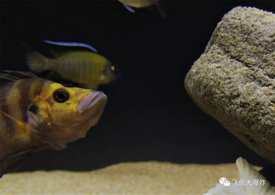 坦干喀伊湖纪录片全集,坦干伊喀湖图片