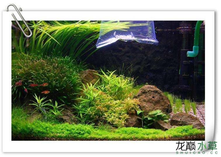 小猴飞狐黑毛藻克星,小猴飞狐和黑虾哪个好用