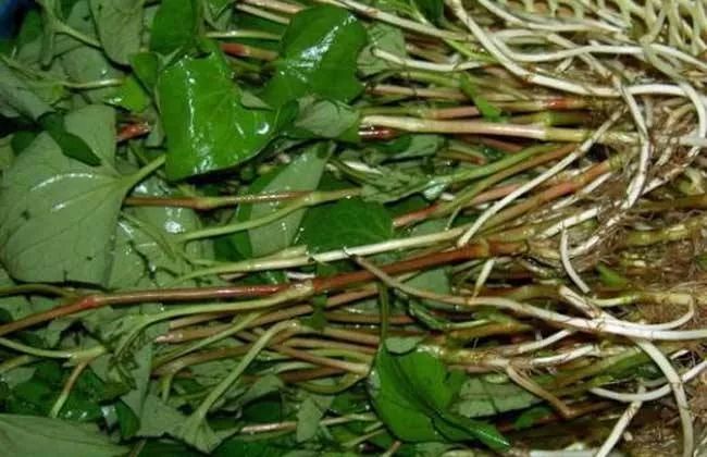 客家狗贴耳叫什么,狗贴耳贴的功效