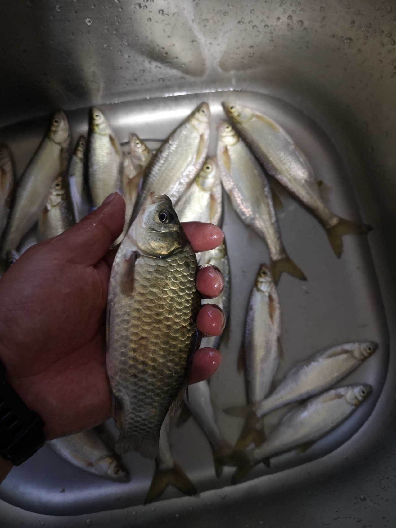 大餐条拉得很有手感，就是太费子线