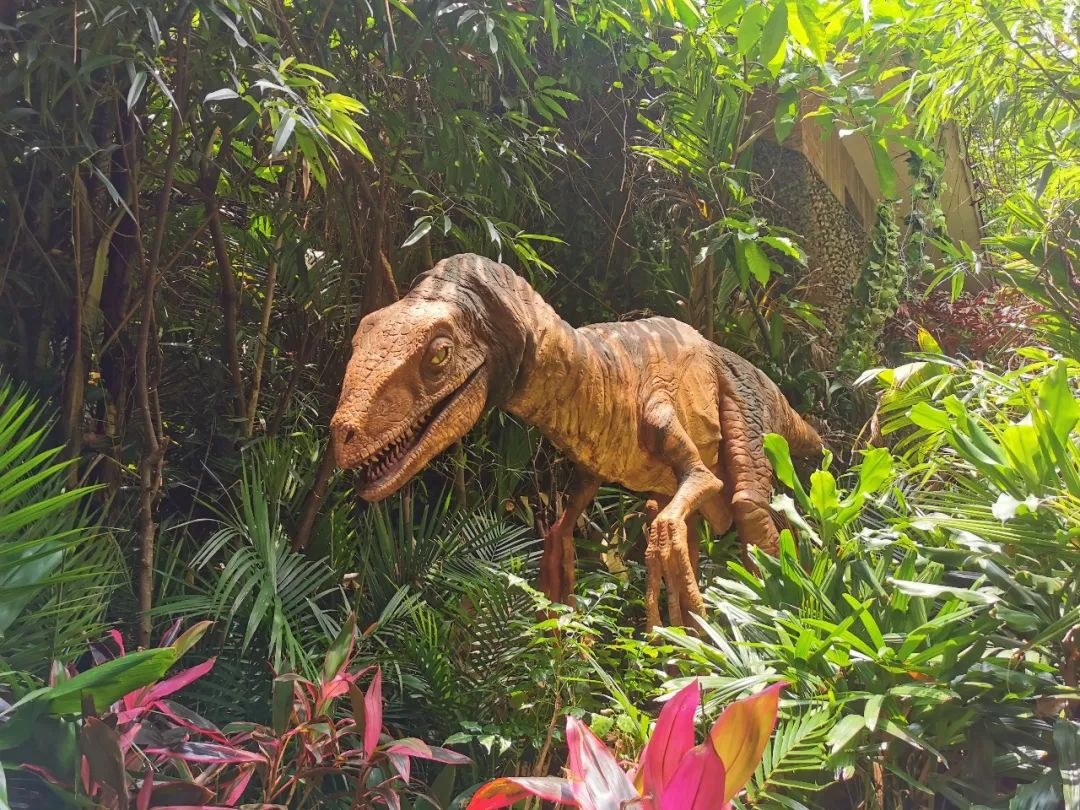 广州长隆野生动物世界何时建成,广州长隆野生动物园有白狮