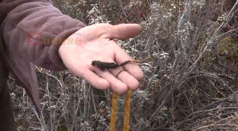 “软黄金”出土到上市！虫草商人的袖里乾坤竟是“摸手谈价”！