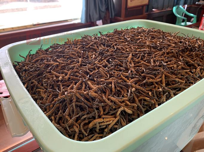 “软黄金”出土到上市！虫草商人的袖里乾坤竟是“摸手谈价”！