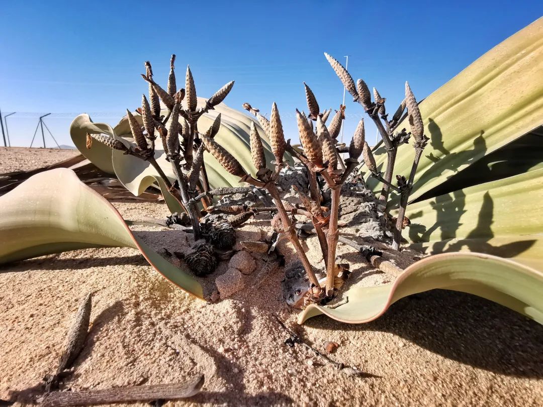 这样的鸟兽胖友圈，你见过吗？