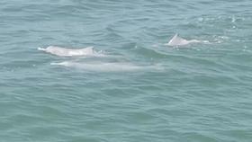 这样的鸟兽胖友圈,你见过吗?