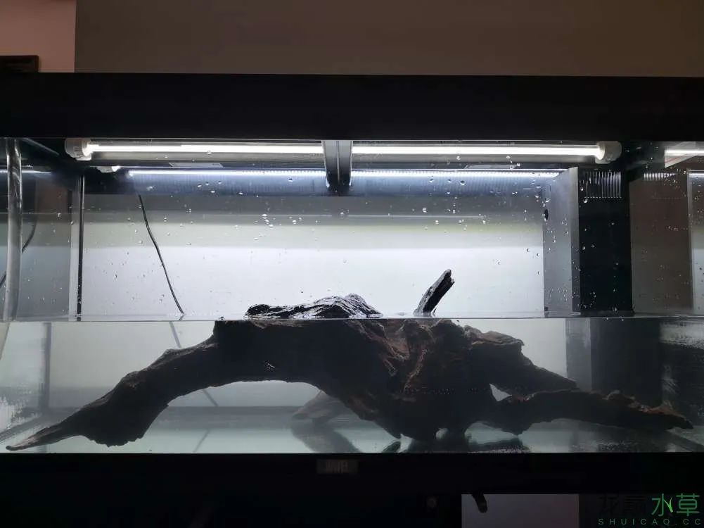 莫斯树草缸造景diy教程,不需要二氧化碳的草缸造景