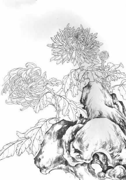 白描菊花国画如何上色,国画白描菊花图片大全