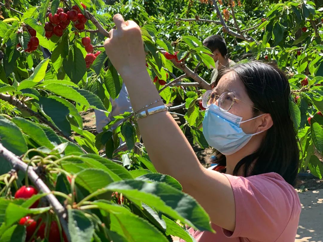 昌平樱桃采摘视频,昌平兴寿樱桃采摘价格
