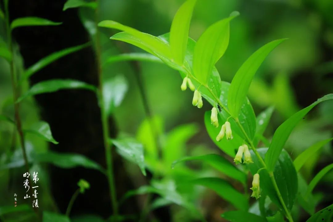 栖霞山玉竹树图片,栖霞山植物百科