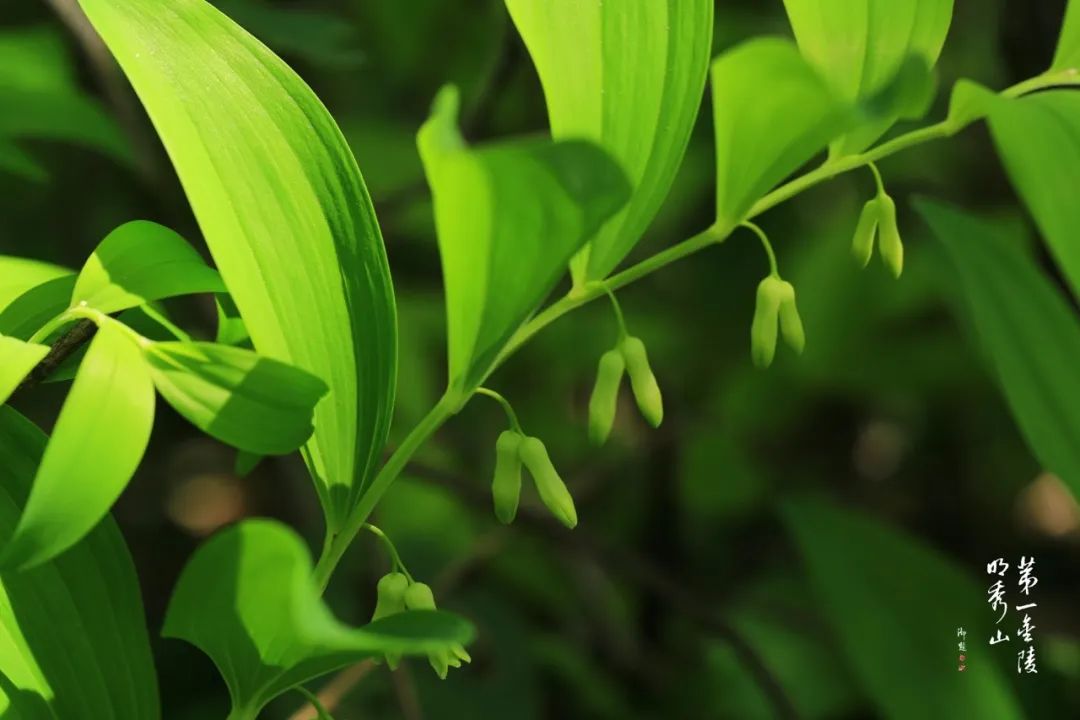 栖霞山玉竹树图片,栖霞山植物百科