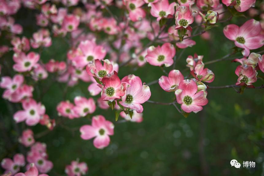 大花四照花花语,大花四照花