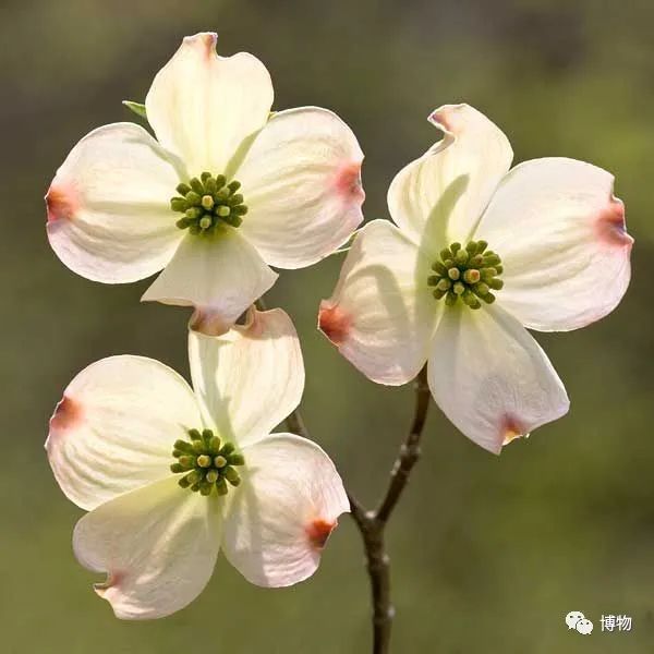 大花四照花花语,大花四照花