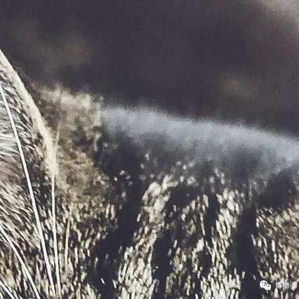 大熊猫一生没有彩色照片,大熊猫的愿望彩色照片