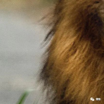 大熊猫一生没有彩色照片,大熊猫的愿望彩色照片