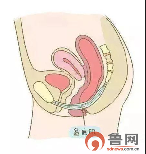 青岛当代妇产医院温馨提醒：别不把盆底肌当回事