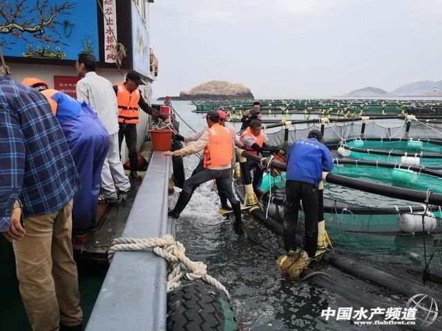 全规格都在跌!丰产≠丰收,养得越多赔得越惨!饲料厂、流通商,谁能挽救大黄鱼?