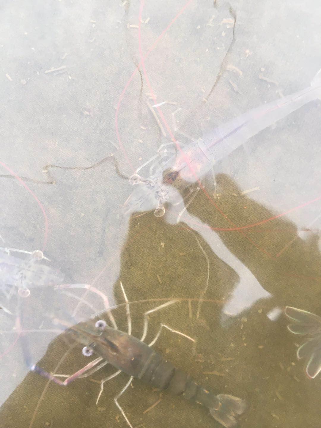 高温天气,南美白对虾“肠炎、拖便”频发,如何才能安稳度过肠炎高发期?