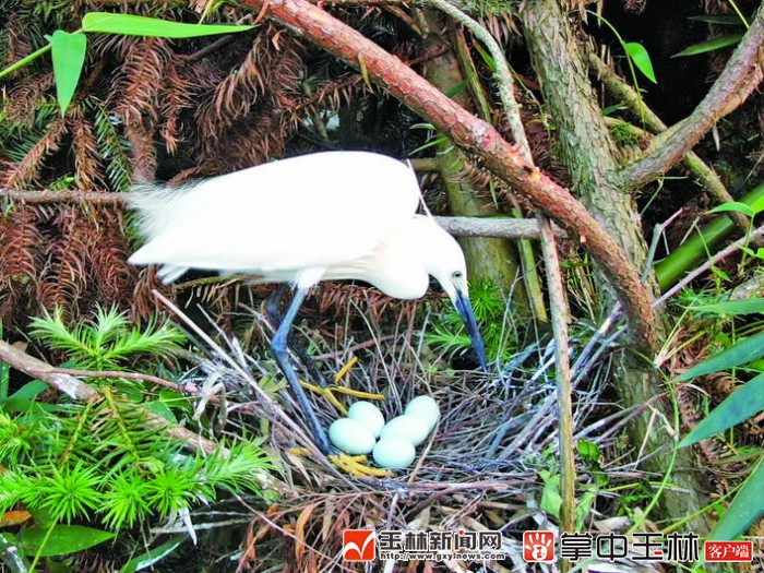 福绵森林公园视频,福绵区风景区