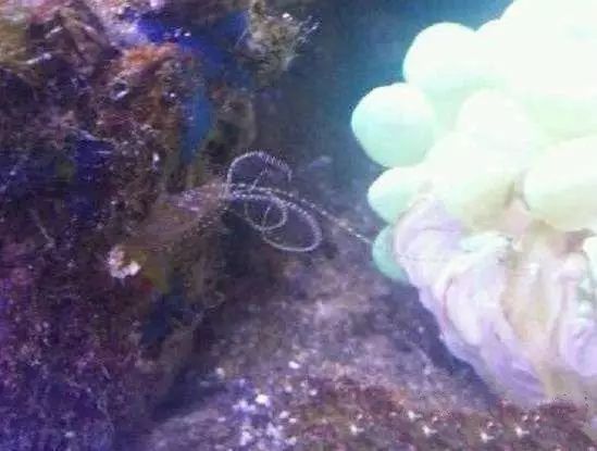 活石掉的粉末有害吗,活石里面虫子会寄生小鱼吗