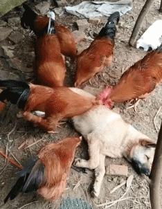 时尚高档的蕾丝女装,蕾丝女装合集