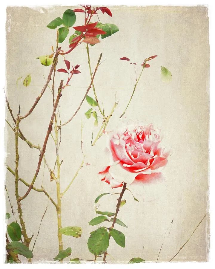 英国经典民谣大全,经典的英式民谣