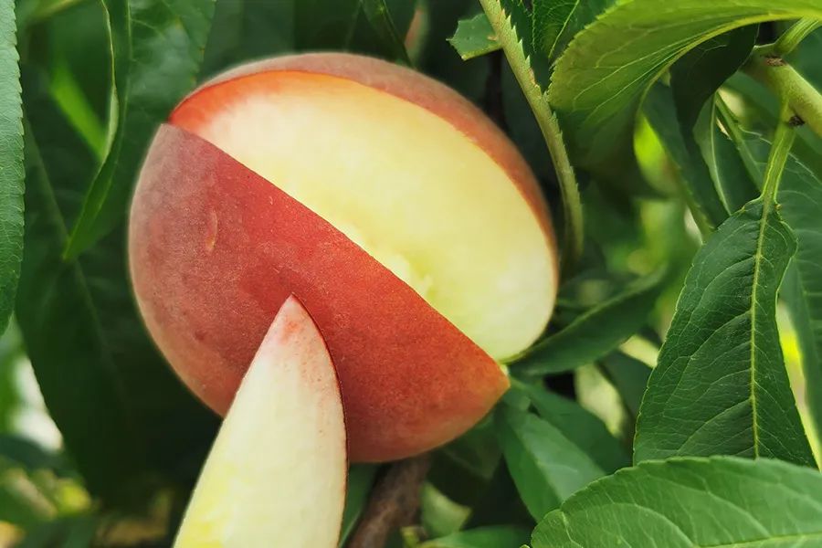 拼团|嫩得掐的出水的“蜜桃臀”，白里透红，一咬就爆汁！每一口都是满满少女心