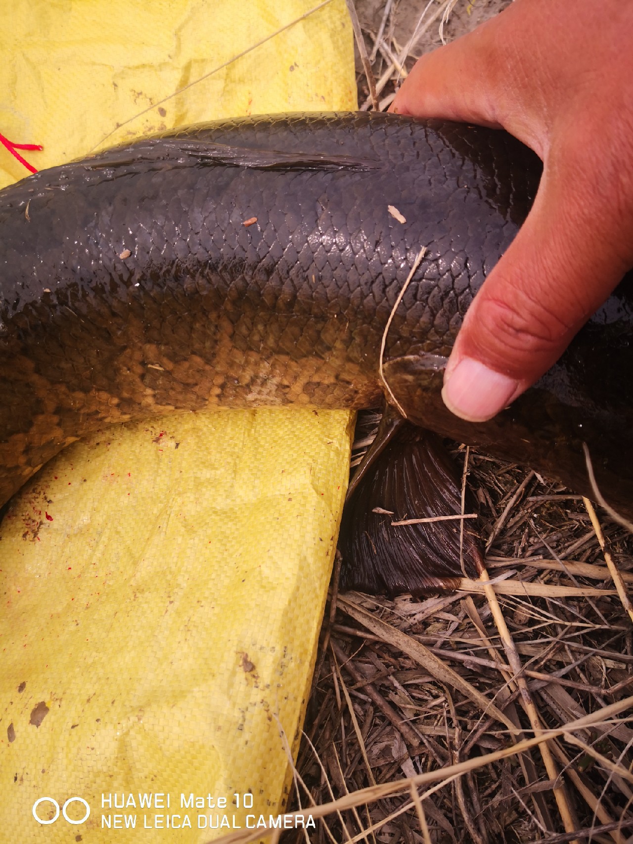 路亚怎么打黑的,路亚打黑怎样打