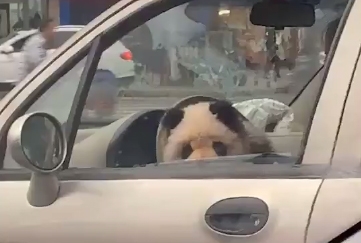 乐山街头遛“熊猫”火了被举报坐驾驶室