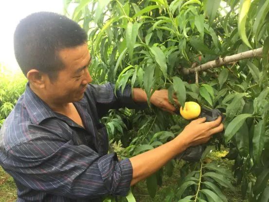 沂蒙山蒙阴黄金油蟠桃,山东蒙阴正宗黄金油桃