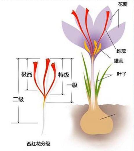 黄金藏红花的神秘面纱,有黄金花之称的特级藏红花