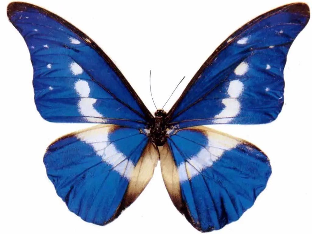 近期时尚界流行元素,哪些时尚的元素是重新流行的