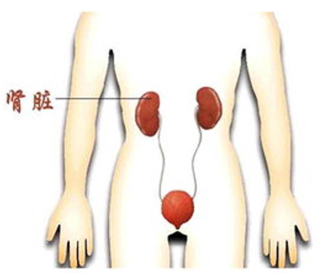 肾移植科普,张龙肾移植科普