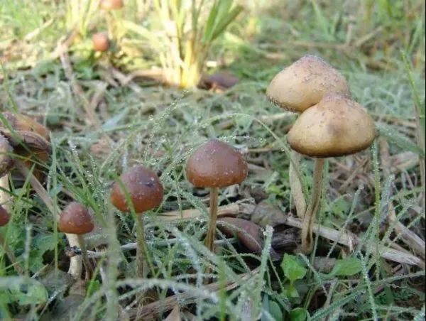 3年放倒2818人，致死53人！它好毒，它好毒，它好毒毒毒毒毒……