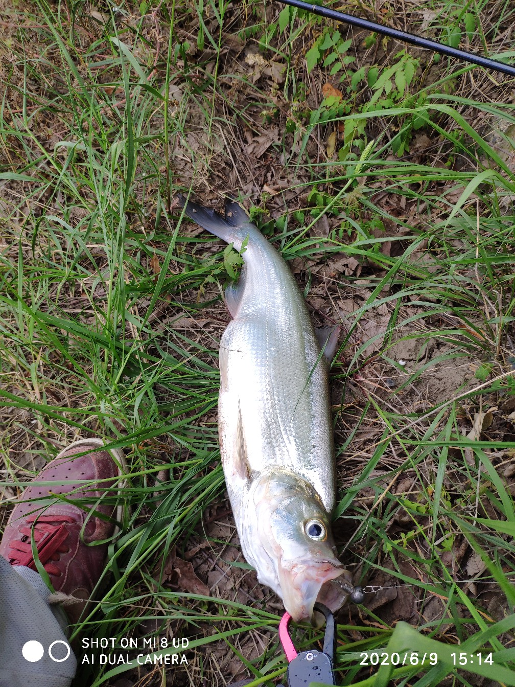 钓翘嘴亮片的挂法,亮片操作手法技巧