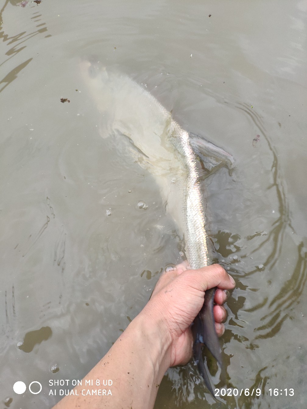 钓翘嘴亮片的挂法,亮片操作手法技巧