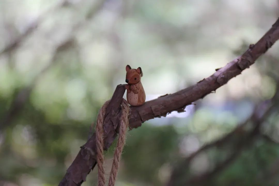 当嘲鸫飞过我的花园——《花间鸟语》的世界