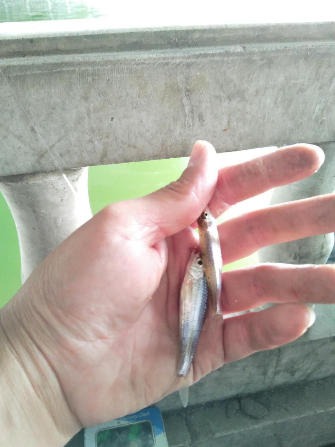 被昆玉河10次双飞吓傻了，难道是饵料惹的祸？