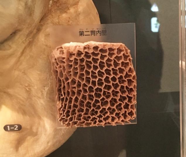 最好吃的牛肚是哪个,牛肚和牛肚哪个更好吃