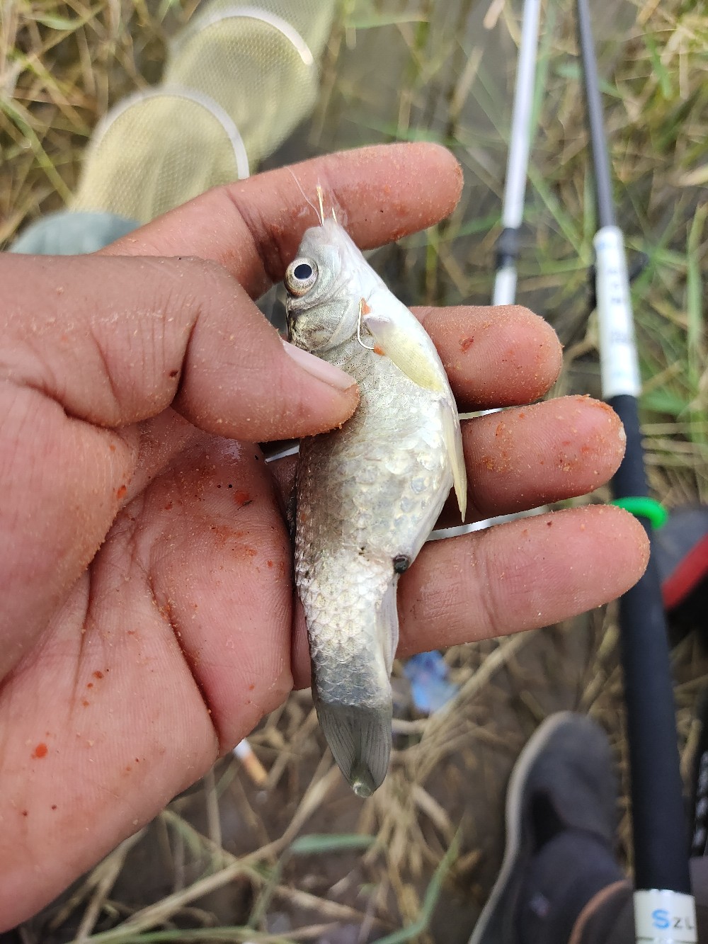 野钓水底有水草调漂最佳方法,野钓水底有枯水草
