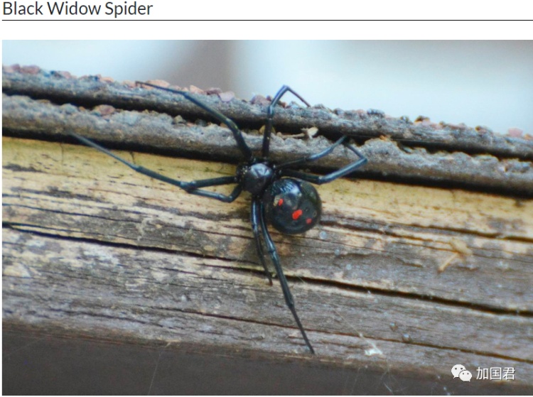 全球十大危险有毒动物,加拿大毒虫名单