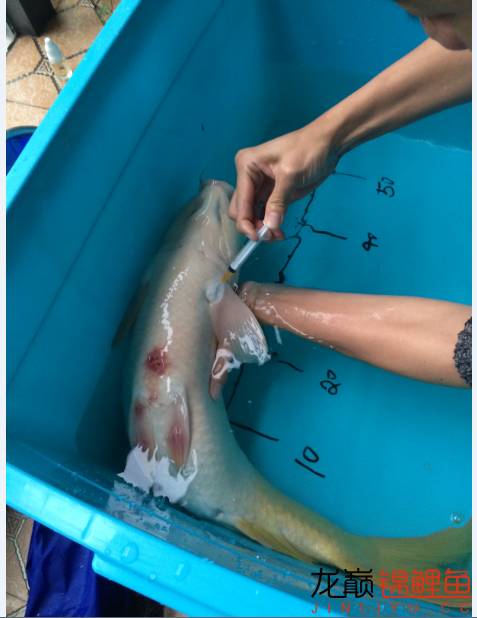 芥子锦鲤最大能长多大,腹水型锦鲤炸鳞最快解决方法