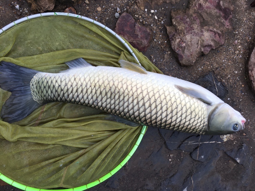 下雨天狂拔大鲫,雨天狂拉草鱼