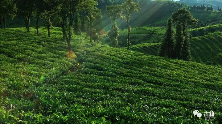 普洱老茶拍卖价目表,十大顶级普洱生茶拍卖价