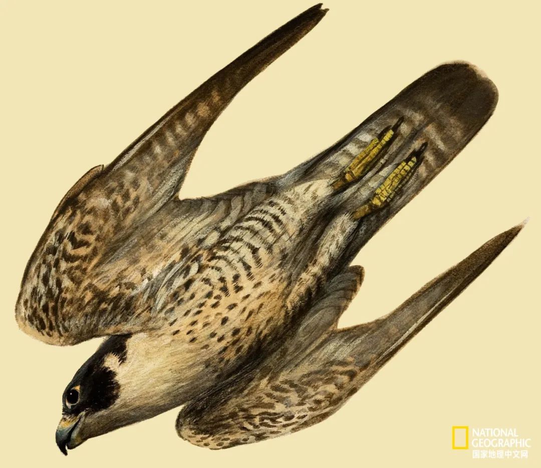 迪拜酋长养的动物,迪拜酋长养的土豪鸟