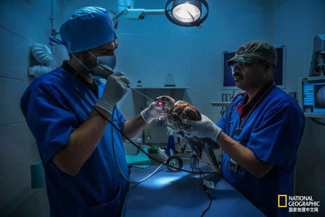 迪拜酋长养的动物,迪拜酋长养的土豪鸟