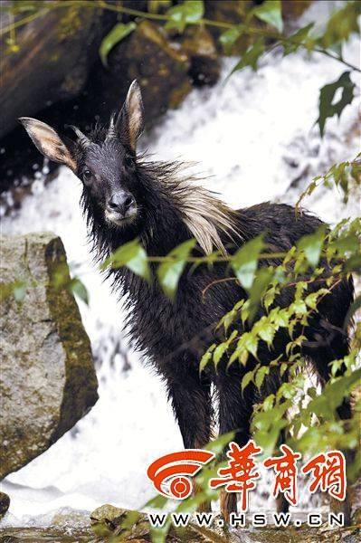 耳长像驴，颈鬃像马，尾巴像鹿，蹄子像牛.......秦岭山里的四不像你见过吗？