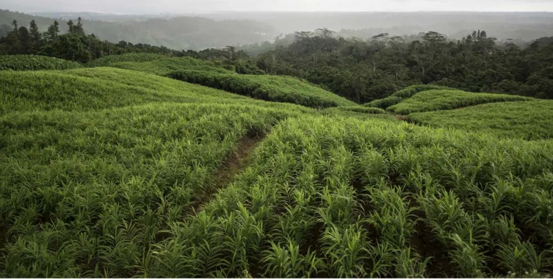 拯救食欲的菜谱,拯救夏日的美食