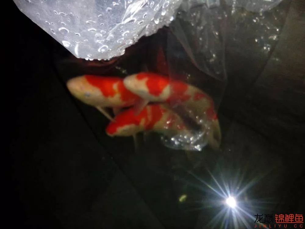 锦鲤池建造施工过程,楼顶怎么施工建锦鲤池