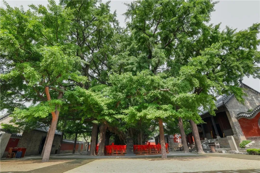 日照最美的区县,日照城市真美