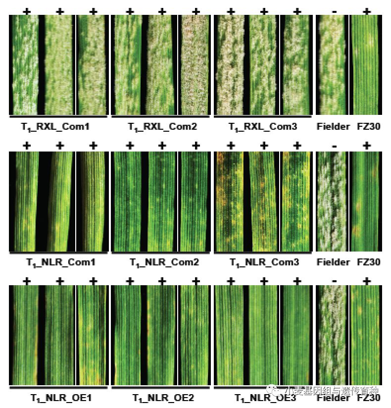 重磅袭来|刘志勇团队与李洪杰团队合作连续克隆两个小麦抗*粉白**病基因